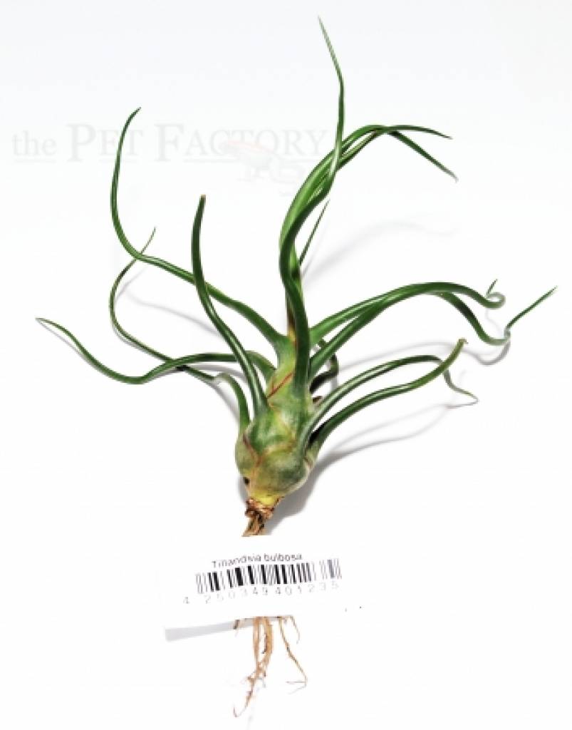 Tillandsia bulbosa